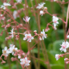 Saxifraga umbrosa - Abriachan Nurseries, The Garden On Loch Ness